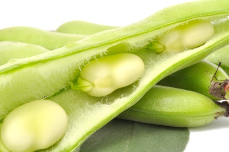 Broad Beans Close-upの写真素材