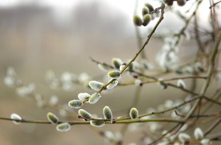 Willow Catkins in Early Spring