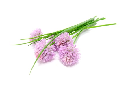Chives and Chive Flowers Isolated on White Backgroundの写真素材