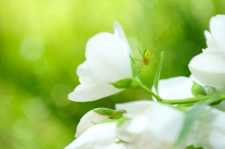 Green Spider on Jasmine Flowerの写真素材