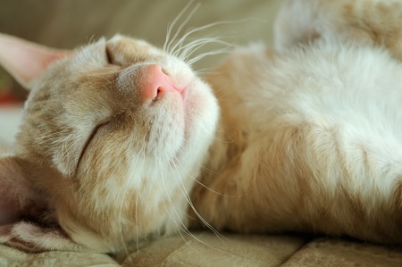 Cute Kitten Sleeping on His Backの写真素材
