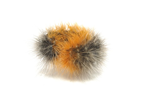 Hairy Caterpillar Rolled into Ball Isolated on White Backgroundの写真素材