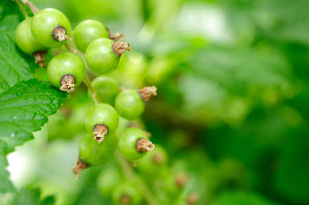 Green Currants on Bushの写真素材