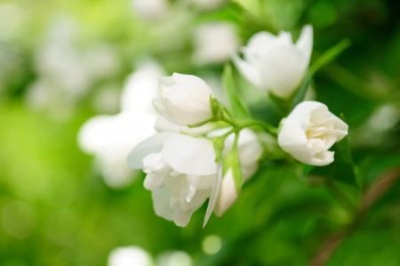 Beautiful White Jasmine Flowers on Shrubの写真素材