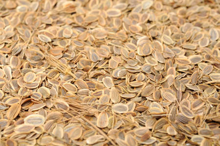 Dill Seeds Close-upの写真素材