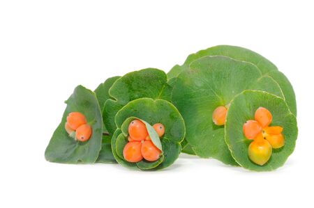 Honeysuckle Leaves and Berries Isolated on White Background
