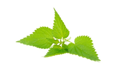 Stinging Nettle (Urtica Dioica) Isolated on White Backgroundの写真素材