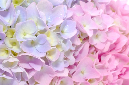 Beautiful Purple and Pink Hydrangea Flowers Close-upの写真素材