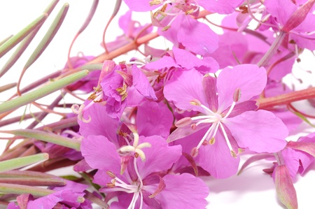 Fireweed (Rosebay Willowherb) Flowersの写真素材