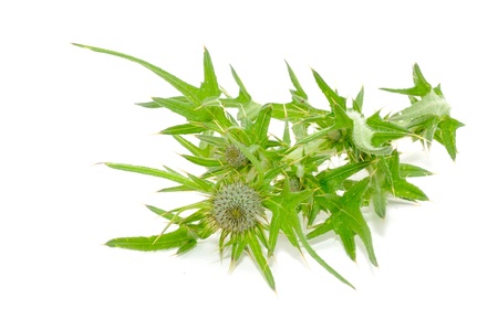 Milk Thistle (Silybum Marianum) Isolated on White Backgroundの写真素材