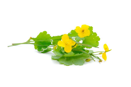 Greater Celandine (Tetterwort or Chelidonium Majus) Isolated on White Backgroundの写真素材