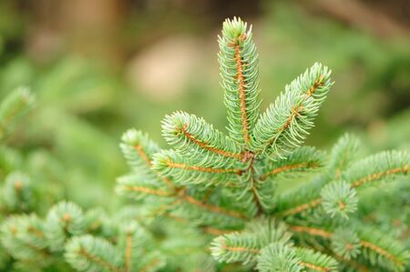 Young Green Fir Tree Branchesの写真素材