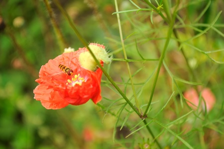 Wasp Pollinating Poppy Flowerの写真素材