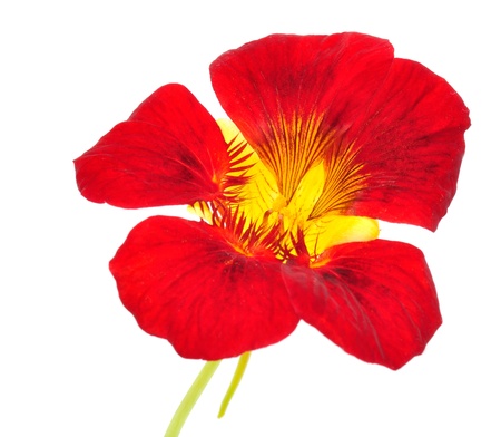 Red Nasturtium Flower on White Backgroundの写真素材