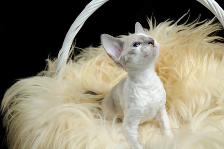Cute Cornish Rex Kitten in Basket