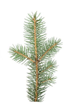 Fir Tree Branch Isolated on White Backgroundの写真素材