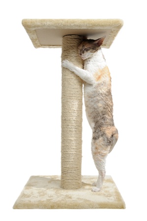 Cornish Rex Cat and Scratching Post Isolated on White Backgroundの写真素材