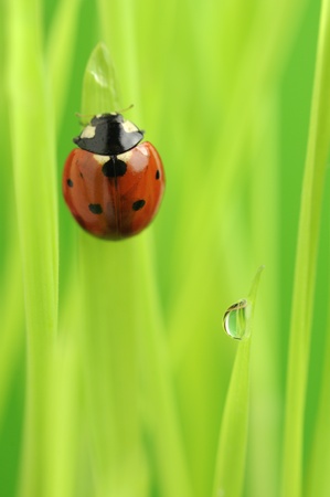  Ladybug (Ladybird) Crawling on Green Grass with Rain Dropsの写真素材