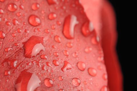 Dew Drops on Red Rose Close-upの写真素材