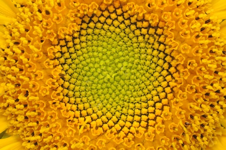 Middle of Sunflower Close-Upの写真素材
