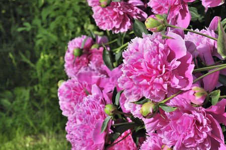 Beautiful Pink Peony Bush Growing in the Gardenの写真素材