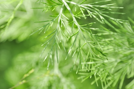 Southernwood (Artemisia Abrotanum)の写真素材