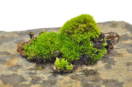 Green Moss on Stone Close-Upの写真素材