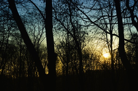 Dark Trees in the Forest Lit by the Setting Sunの写真素材