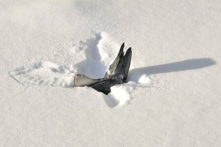 Dead Pigeon in Snowの写真素材