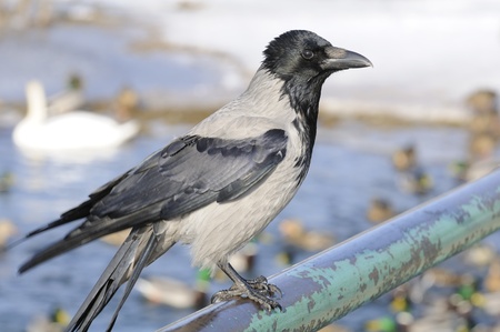 Hooded Crow Sitting on Railの写真素材