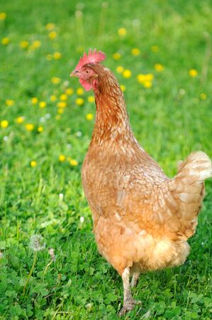 Red Chicken in the Gardenの写真素材