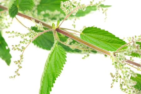 Flowering Stinging Nettle (Urtica Dioica)の写真素材