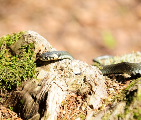Water Snake (Natrix) Crawling on Wood Logの写真素材