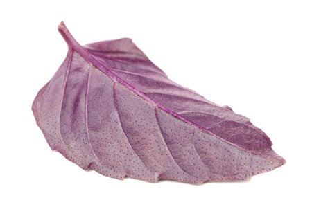 Back of Purple Basil Leaf Isolated on White Background