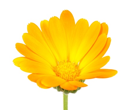 Calendula  Pot Marigold  Flower on White Backgroundの写真素材