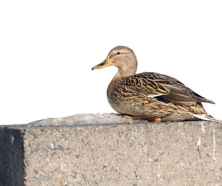 Mallard Duck on Concrete Embankmentの写真素材