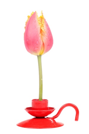 Tulip Flower in Candle Holder Isolated on White Backgroundの写真素材