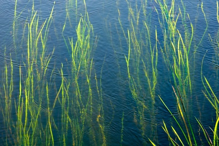Seaweeds Growing Underwaterの写真素材