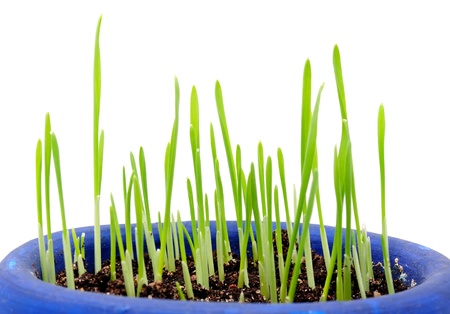 Sprouting Wheatgrass on White Backgroundの写真素材