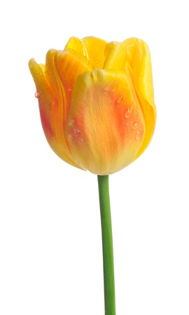 Beautiful Yellow Tulip with Dew Drops on White Backgroundの写真素材