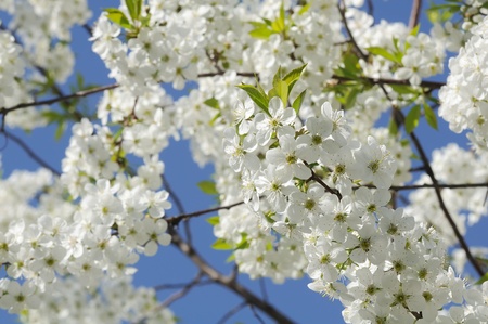 Cherry Tree with White Blossoms in Spring