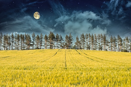 Mysterious Landscape â Yellow Field, Pine Trees, Moon and Dark Night Skyの写真素材