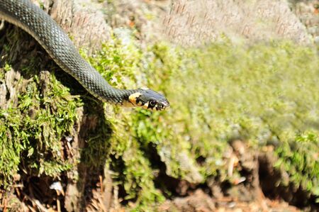 Water Snake (Natrix) Crawling on Mossy Wood Log