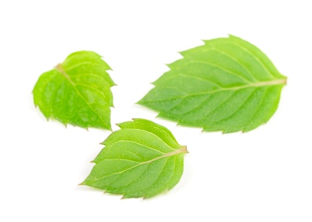 Mint Leaves Isolated on White Background