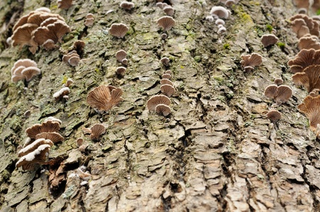 Tree Fungi