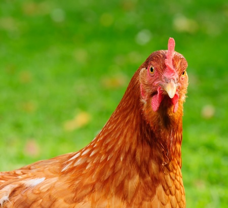 Red Chickenの写真素材