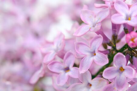 Beautiful Lilac (Syringa) Flowers Close-Upの写真素材