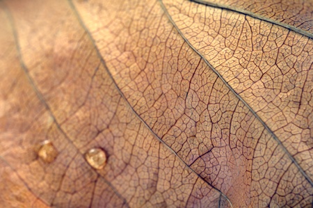 Dry Brown Leaf Texture Macroの写真素材