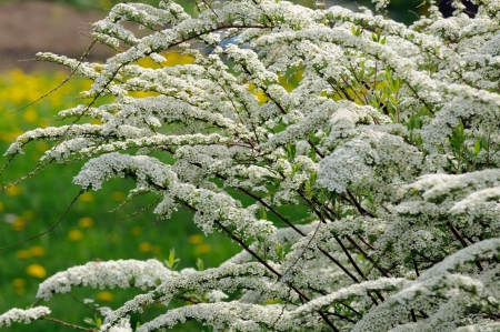 Beautiful Spiraea  Meadowsweet  Shrub with White Flowersの写真素材