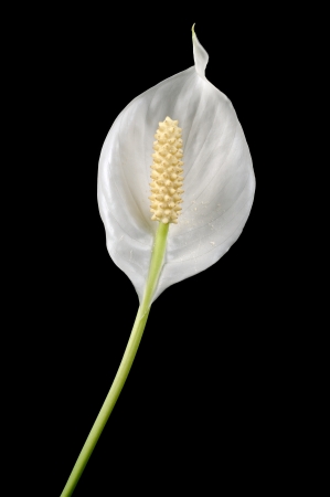 Beautiful White Spathiphyllum  Peace Lily  Flower on Black Backgroundの写真素材